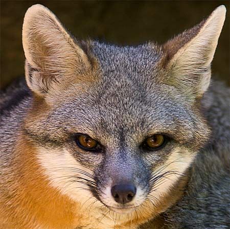 Gray Fox Face