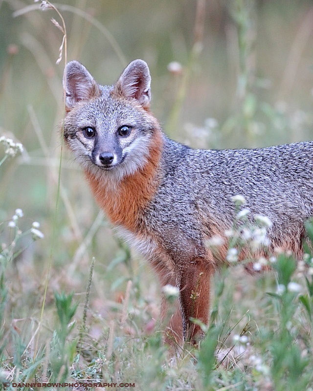 Gray Fox- "Foxy Mama!"- Photo courtesy of Danny Brown