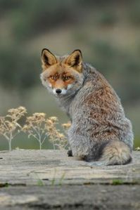 Groovy Gary, the Gray Fox