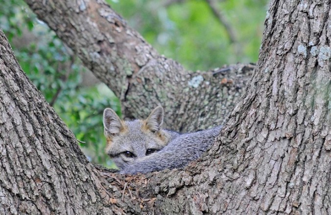 Gray Fox In A Tree