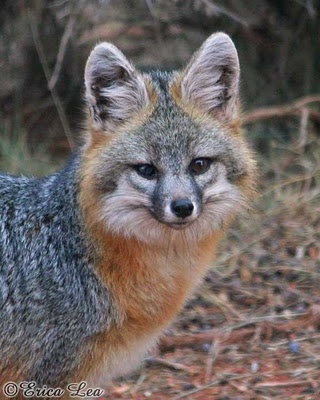 Gray Fox