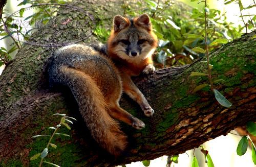 Gray Fox Resting On A Tree Limb