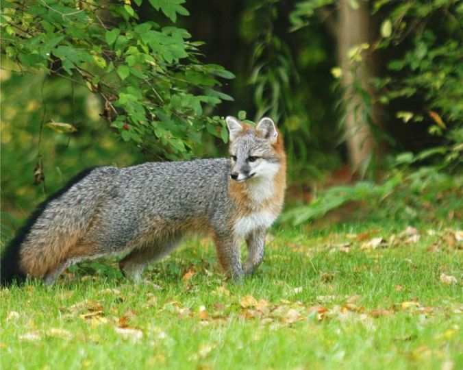 The Gray Fox