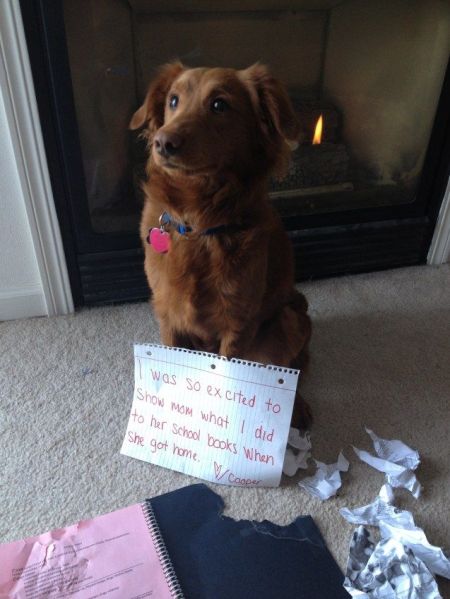 "So, what you're saying is that it wasn't really a Chew Toy? Seemed like it."