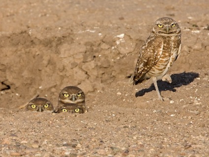  Burrowing Owls via Cornell Lab of Ornithology  (© Ned Harris, AZ, Tucson, June 2009)