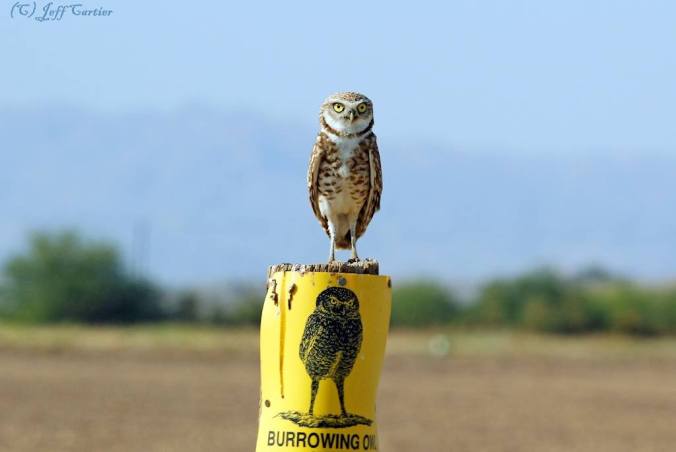 Burrowing Owl in California on top of Burrowing Owl Sign Post  (by Jeff Cartier of Ventura, CA)