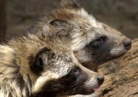 Raccoon Dogs, Photo: Chiaki Tsukumo, AP