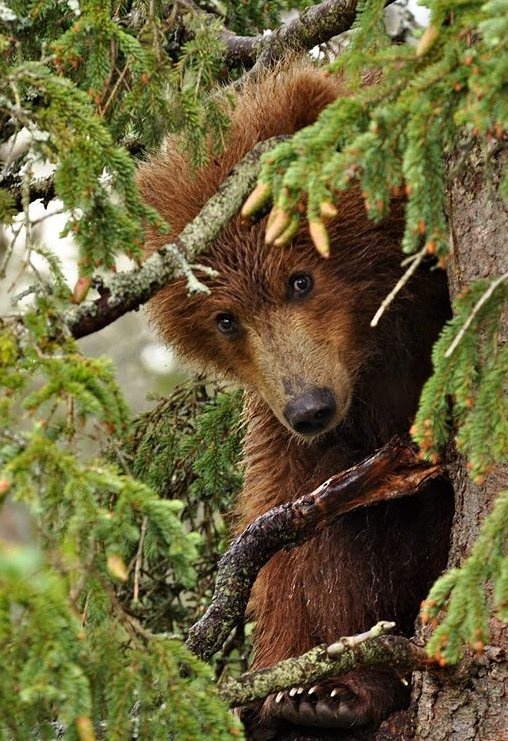 "Little Red Bear"-- Story Research in a Tree