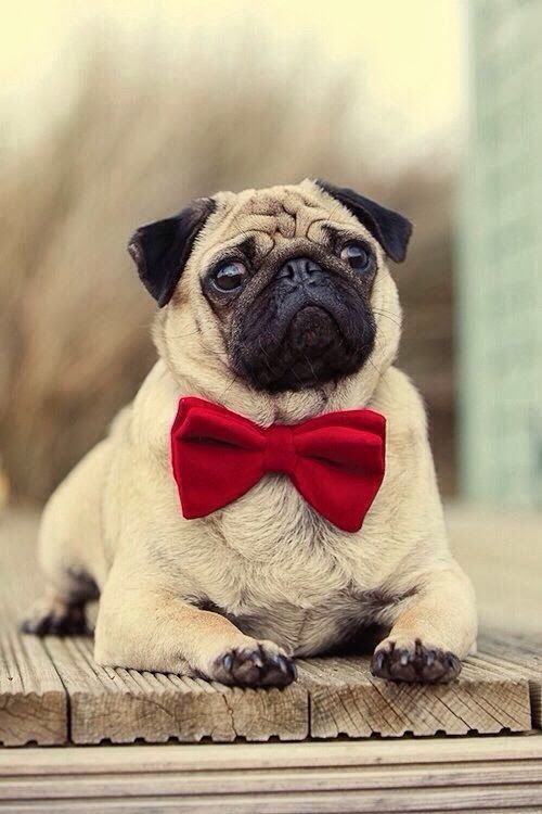 Pug Dressed For Christmas with a Red Bow Tie