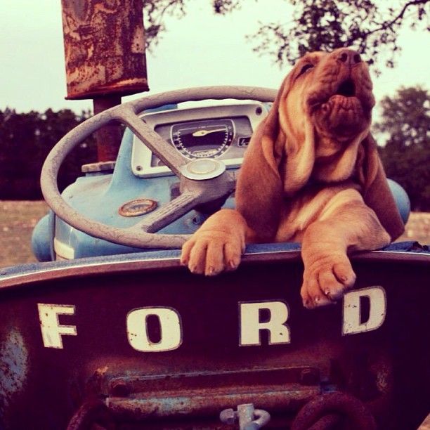 Howie the Hound Dog. (Photo credit- Christina Talley)