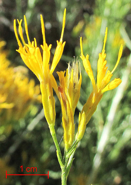 Detail of Rabbitbrush Flower Head (Image Courtesy of Wikipedia)