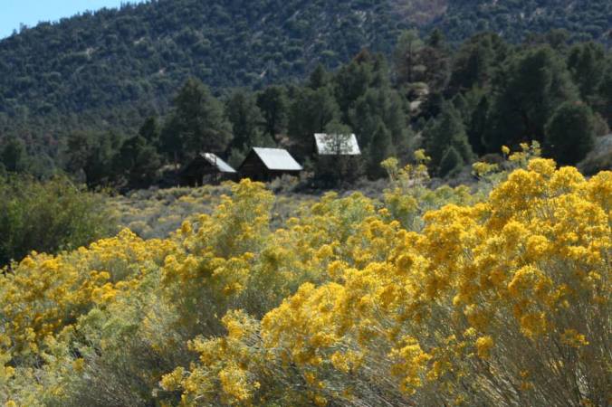 Rabbitbrush, California Farm- October, 2013. (Photo by Kathleen Creighton Fuchs)