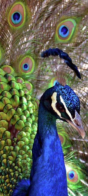 Peacock Headshot Submission ("Peacock Pride" print by Angelina Vick found on Pinterest)