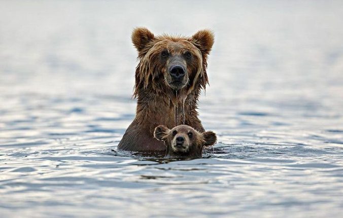 Bear and Cub bath time- Pinterest, uncredited