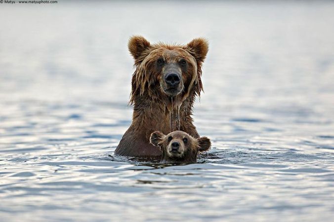 Bear and Cub bath time- Pinterest, uncredited