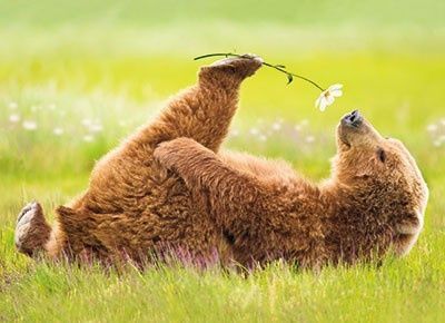 Bear with Flower- Pinterest-  Found on coffeelovinmom.tumblr dot com