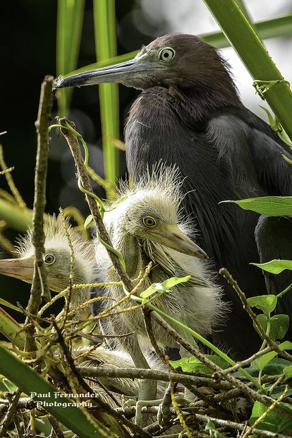 Birds- Little Blue Heron Family at Lowry Park, Pinterest, not photo signature