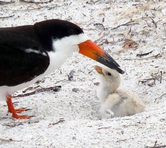 Birds- Shorebird at Fort De Soto Park, Tampa Pinterest uncredited
