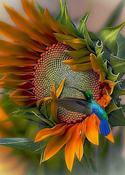 Birds- Hummingbird Art via TW, uncredited