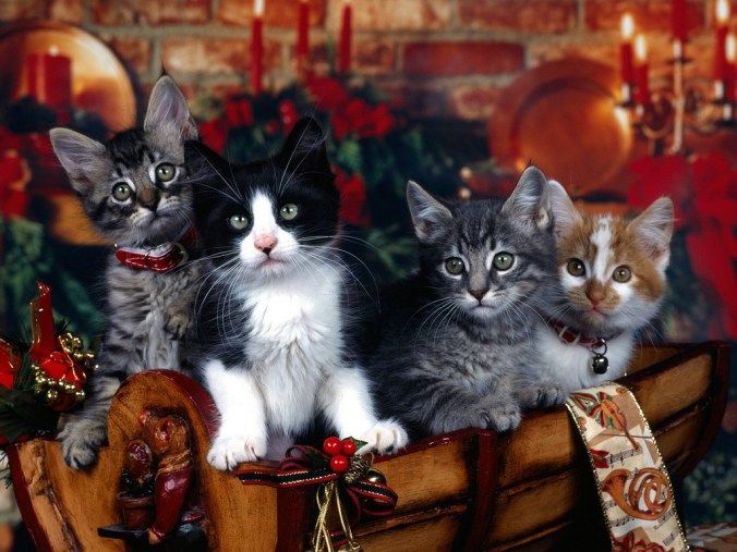 christmas-cats-12-days-of-christmas-artwork-on-seasonchristmas-dot-com