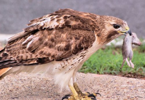 Red-tailed Hawk with Mouse