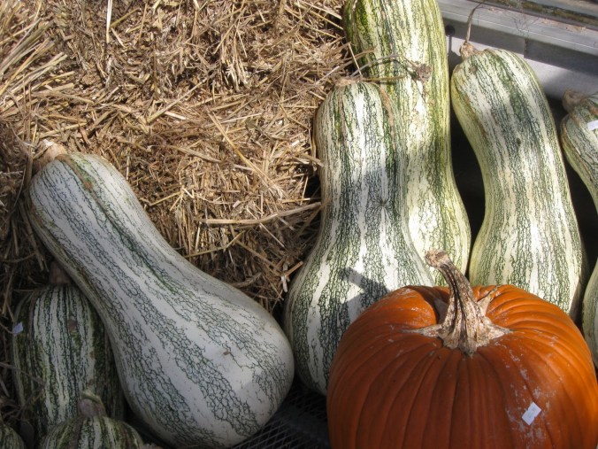 Cushaw Squash with Pumpkin Decoration