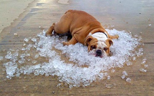 Dog- Funny- Bulldog On Ice Cubes