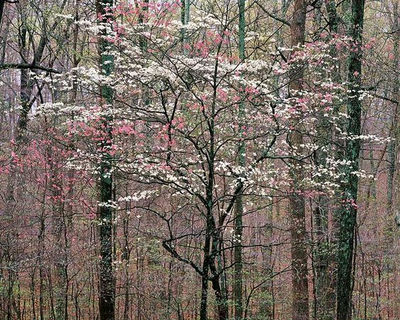 Pink and White Dogwoods, Kentucky 1991 via PhotographyWest.com, photo by Christopher Burkett.