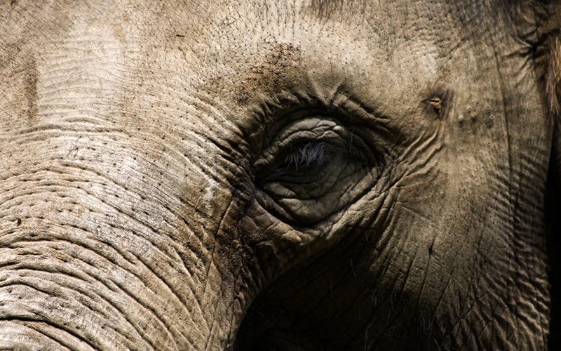 Elephant - An Old Elephant With Wisdom In Its Eyes. Via ChiildFun.com